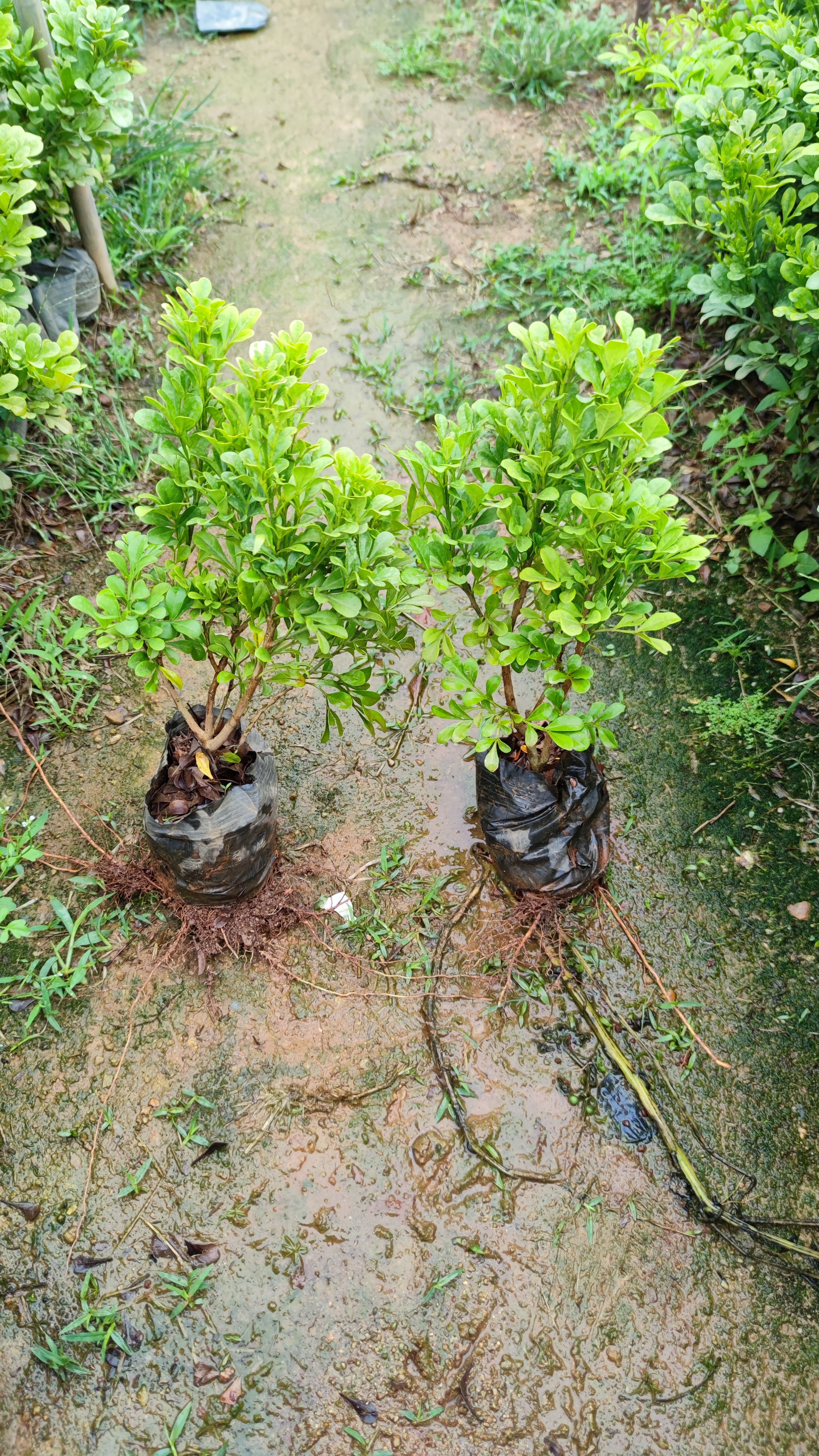 米兰，高度20-30公分，福建漳州基地直销