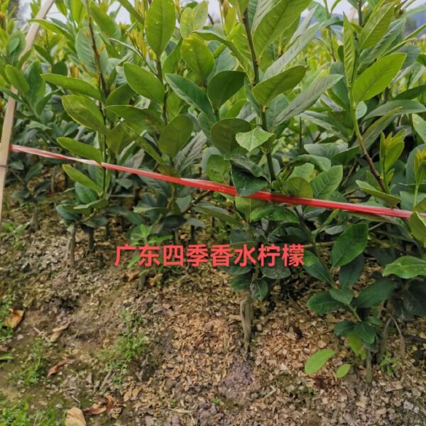 香水柠檬苗，广东香水无籽柠檬苗，品种保证