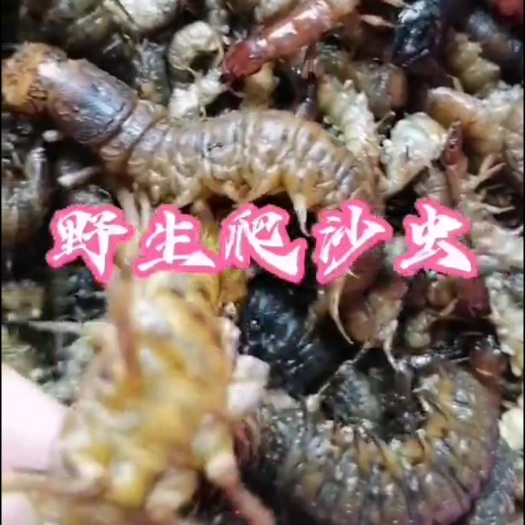 凯里市爬沙虫