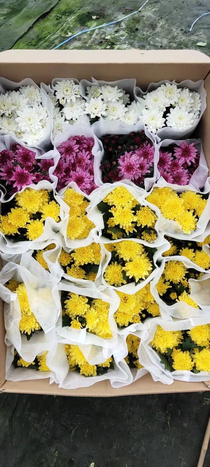 勋章菊 菊花