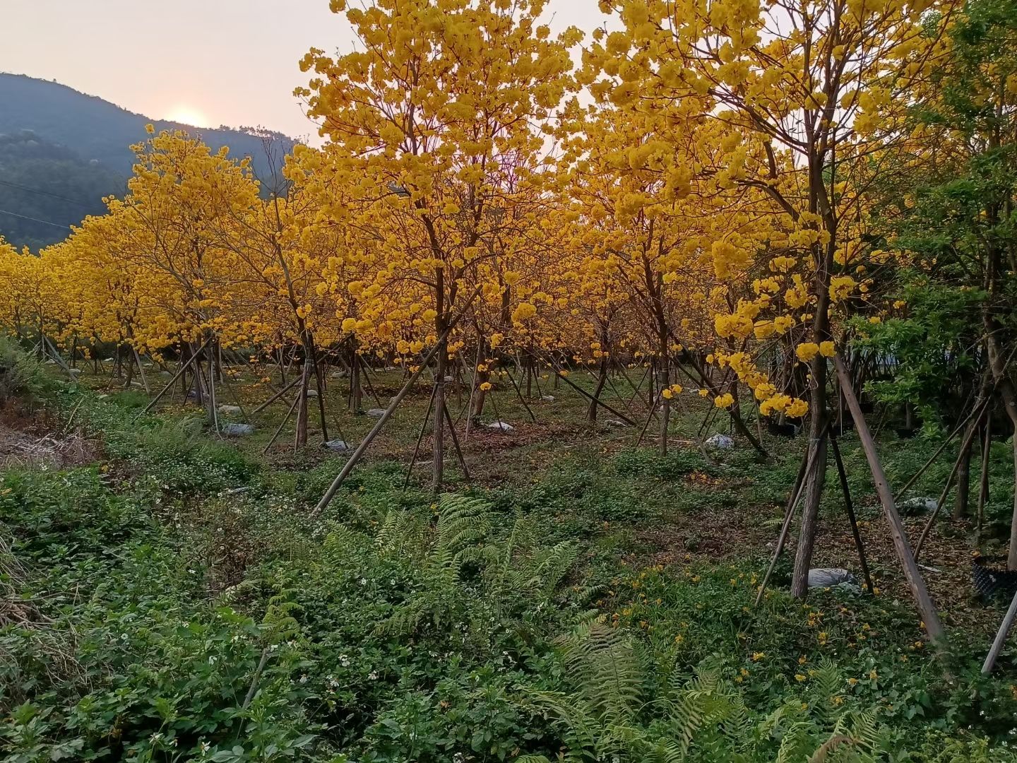 黃花風(fēng)鈴木 黃花多花風(fēng)鈴