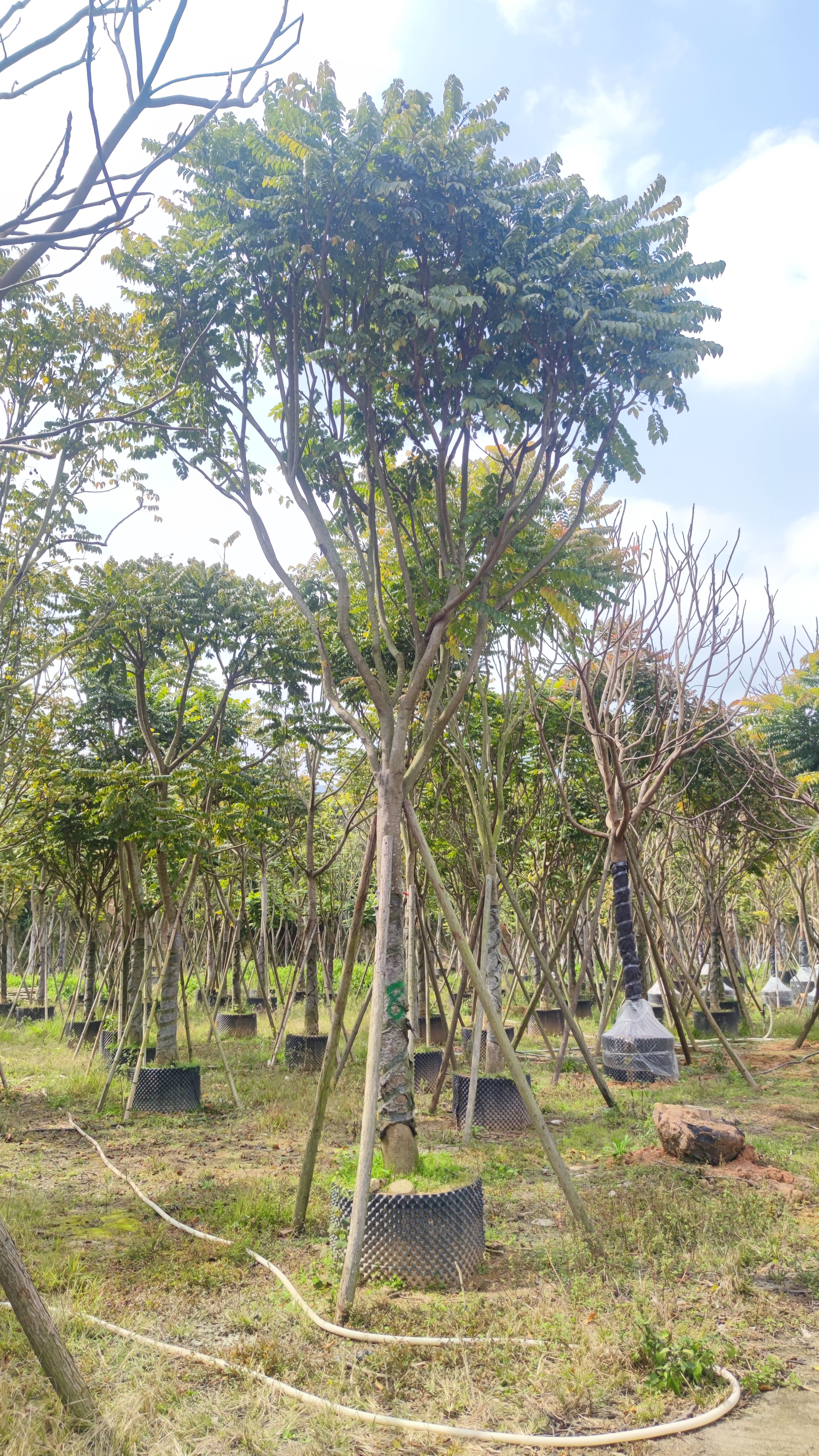 麻楝，福建漳州基地直营，房地产 市政绿化