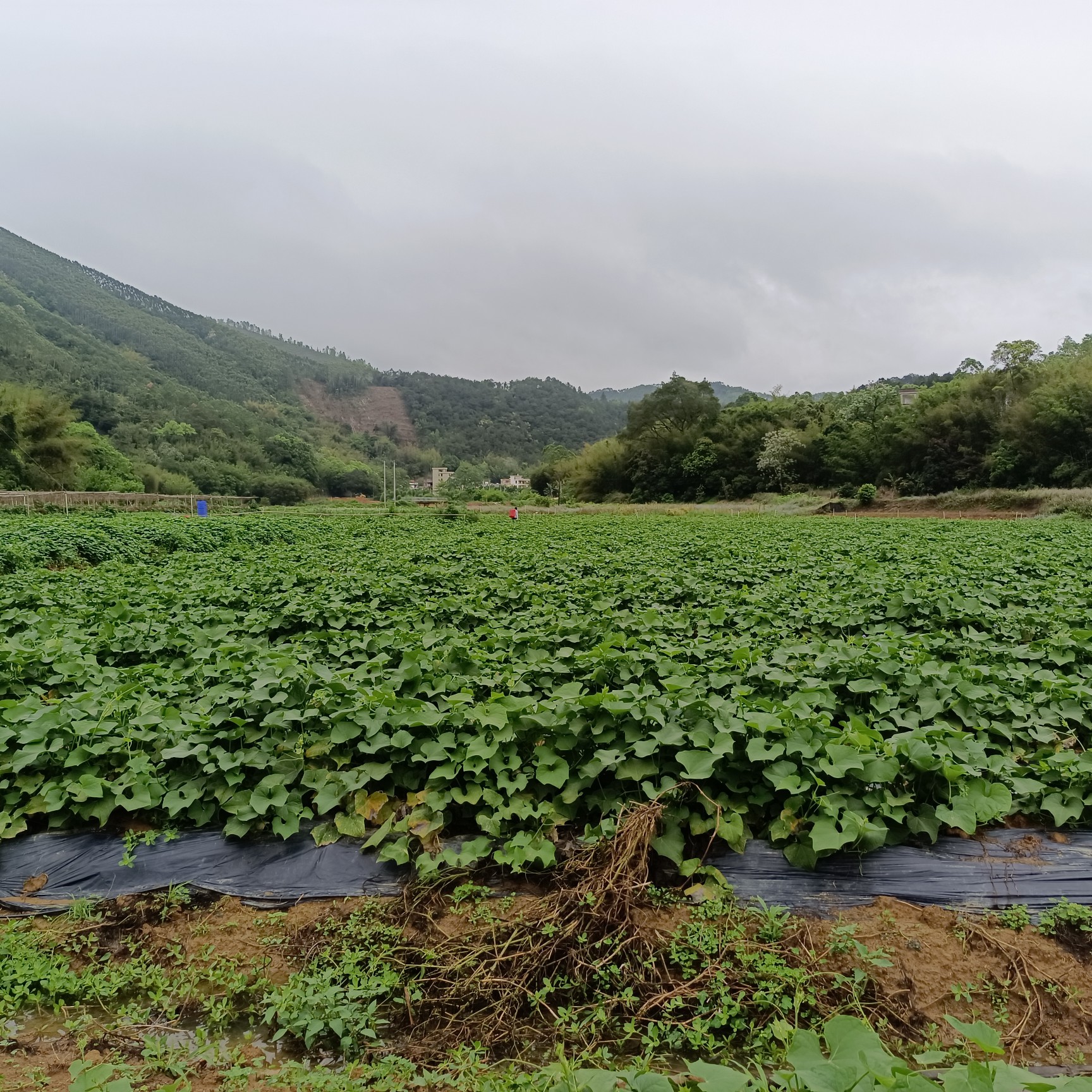 洋瓜尖种植基地图片图片