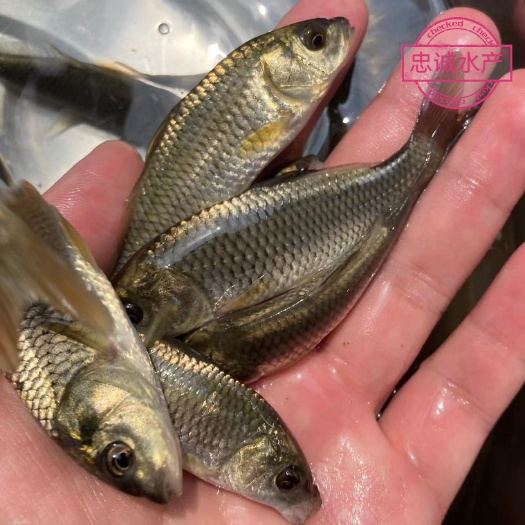 鲤鱼苗   广西南宁忠诚水产良种鱼苗场长期批发优质花背鲤，生