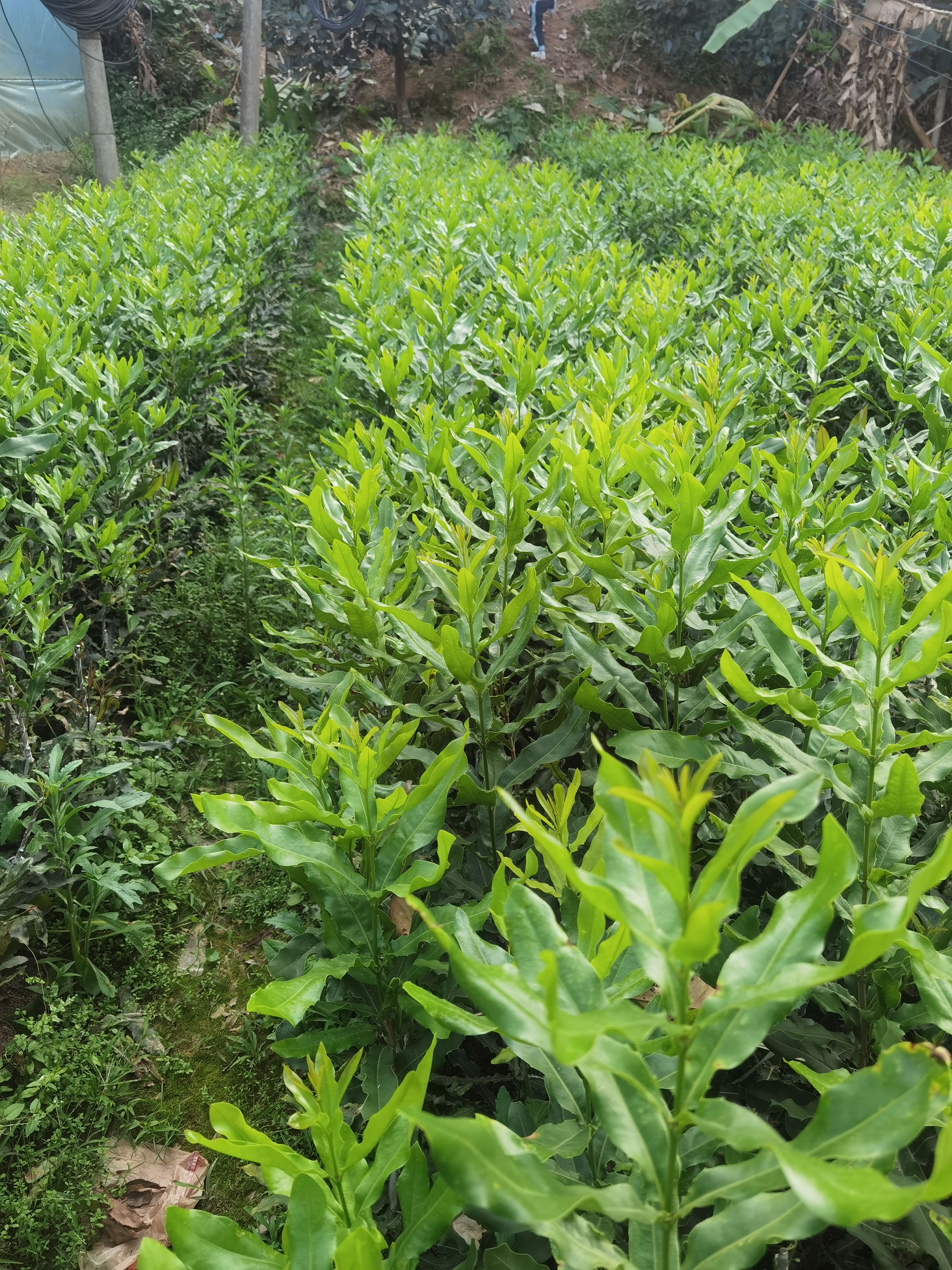 夏威夷果苗 夏威夷坚果苗桂热一号坚果苗欧洲坚果苗南亚系列品种