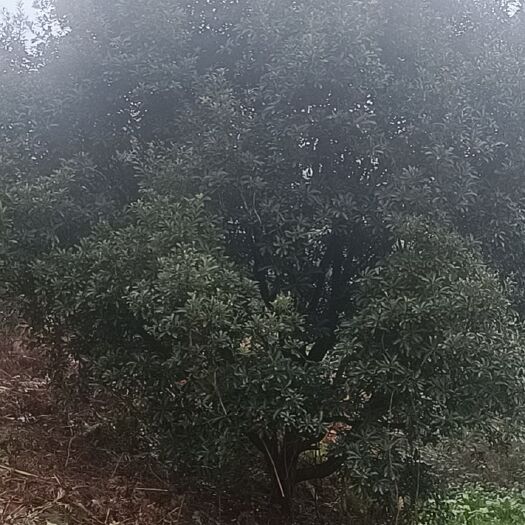 杨梅树