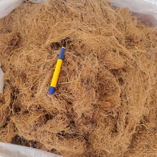 玉林华细辛 