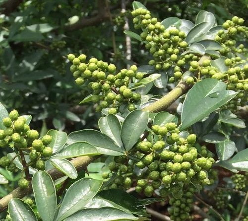 都匀市贵州野生鲜青花椒——产地直发一首货源全国批发价格低