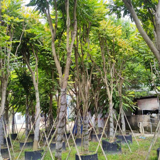 漳浦县麻楝，福建漳州基地直营，房地产 市政绿化