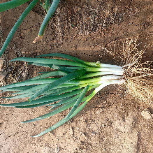 菏泽山东菏泽市牡丹区沙土镇，分葱  大量供应