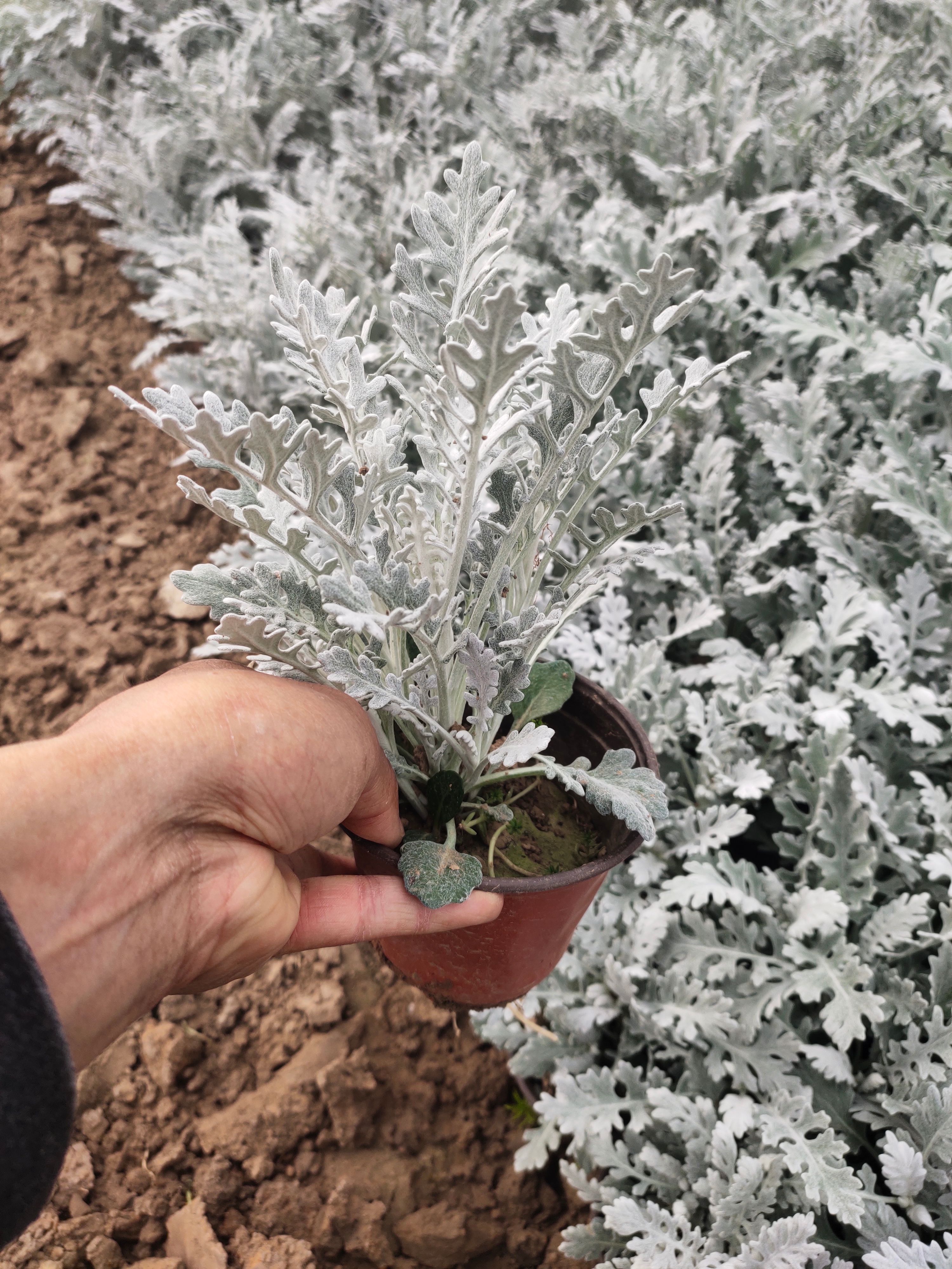 山东青州银叶菊大量出售 银叶菊价格 银叶菊产地 绿化用银叶菊