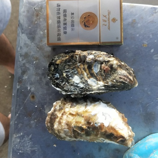 蓝点厚牡蛎 全国供应鲜活生蚝  福建诏安县生蚝  地摊烧烤