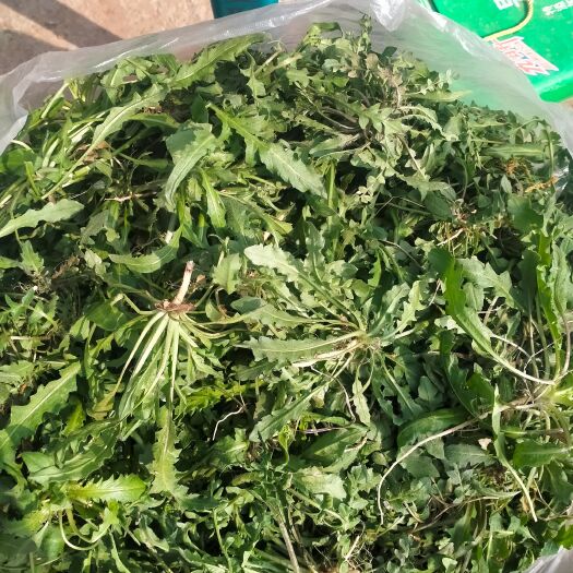 新泰市5斤包邮露天野生荠菜 一件代发