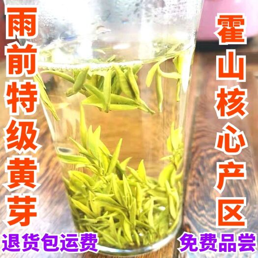 黄芽茶霍山黄芽2023年新茶明前春茶头采安徽茶叶高山黄茶批发