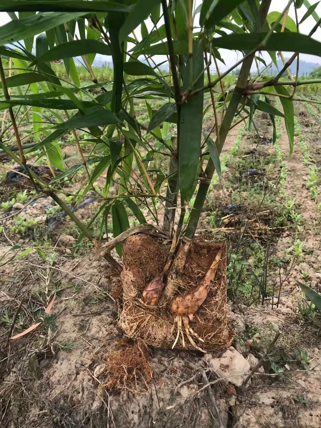 龙竹长大的图片图片