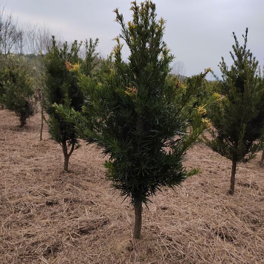 奉新县3公分罗汉松 基地直销 根系发达 1-10公分罗汉松大量