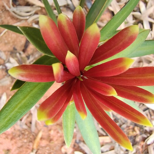 小葉羅漢松  紅芽真趣松，四季紅芽羅漢松苗，羅漢松苗，太子妃