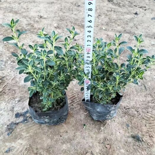 揭阳六月雪盆栽  六月雪(花冠金白色，花柱长突出，花期5-7月。