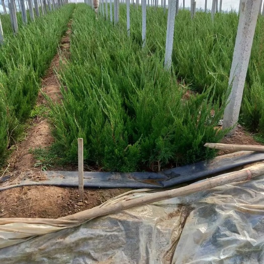 青州市 小龙柏杯苗 30/40/50高 质量好价格低