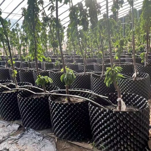泰安pet控根器生产厂家 苗木移栽花卉种专用植增根控根容器