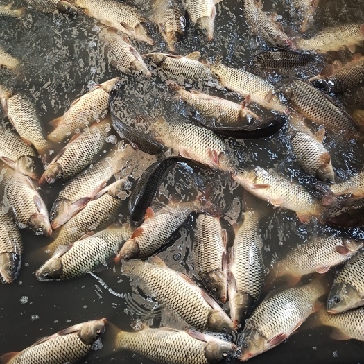 原阳县 精品鲤鱼个鱼1.5－2.5斤