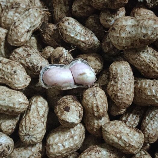 徐闻县白沙花生 红衣白衣鲜花生
