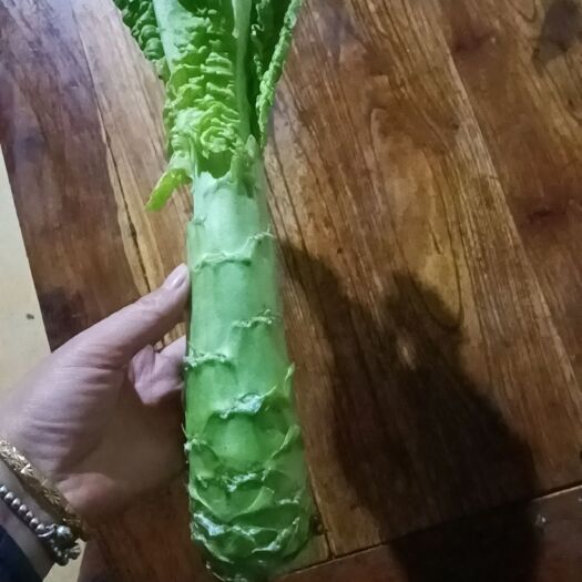 沭阳县青叶莴笋 青皮莴苣