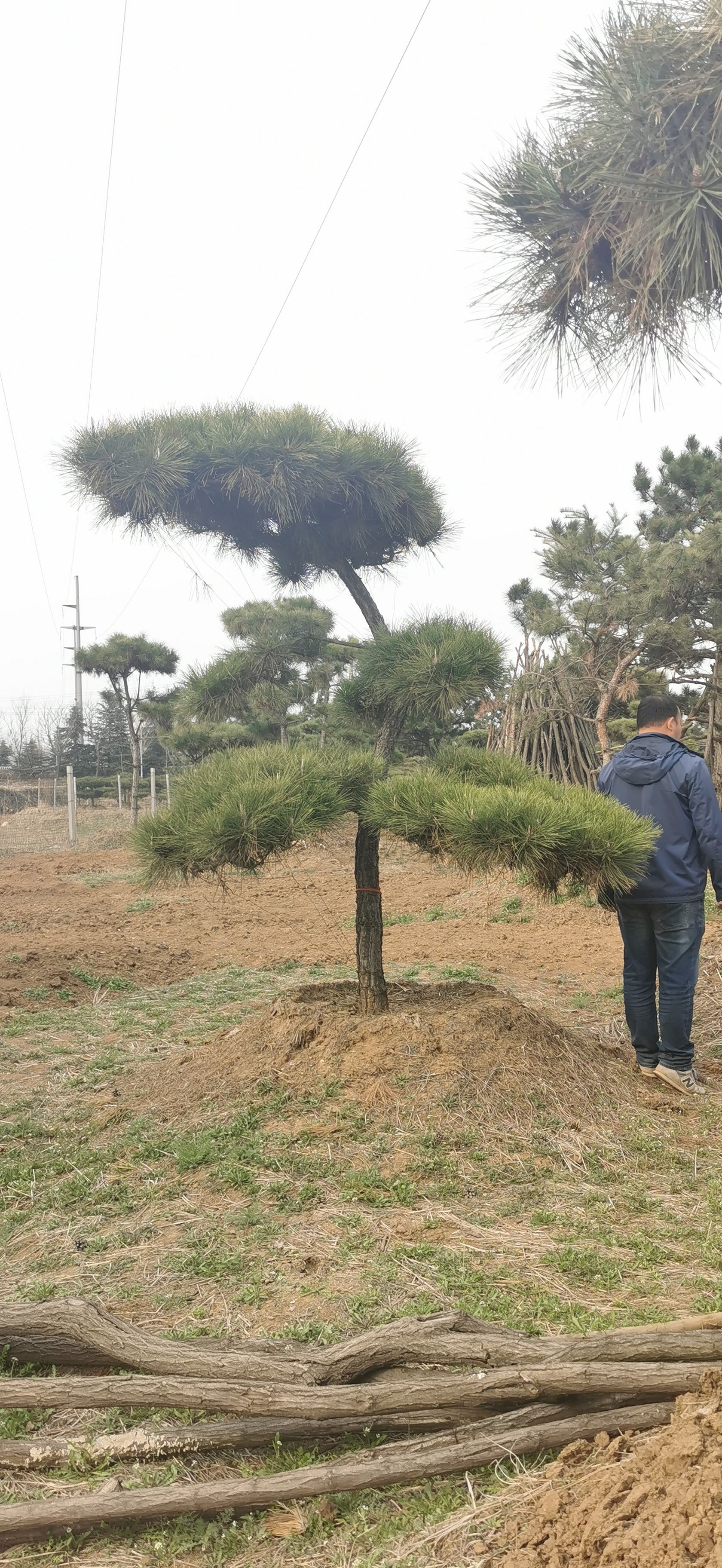  造型黑松