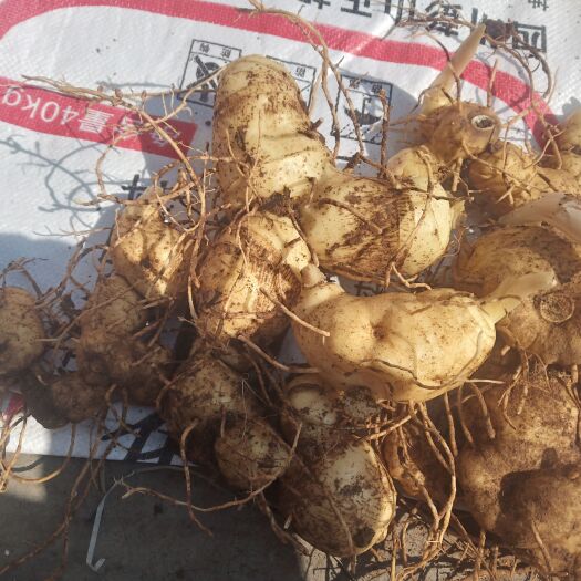 峨边县黄精  块茎  种苗批发了