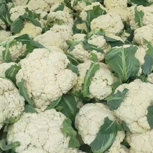 沛县白花菜花 有机花菜 精品有机花菜 大量上市 欢迎洽谈