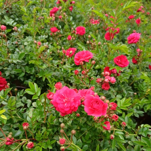 海城市 蔷薇花/蔷薇花环，多花苞多枝条，基地直销，诚信商家可长期合作