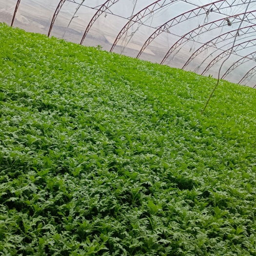 铁岭县 茼蒿