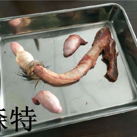 巴马县 鹿鞭