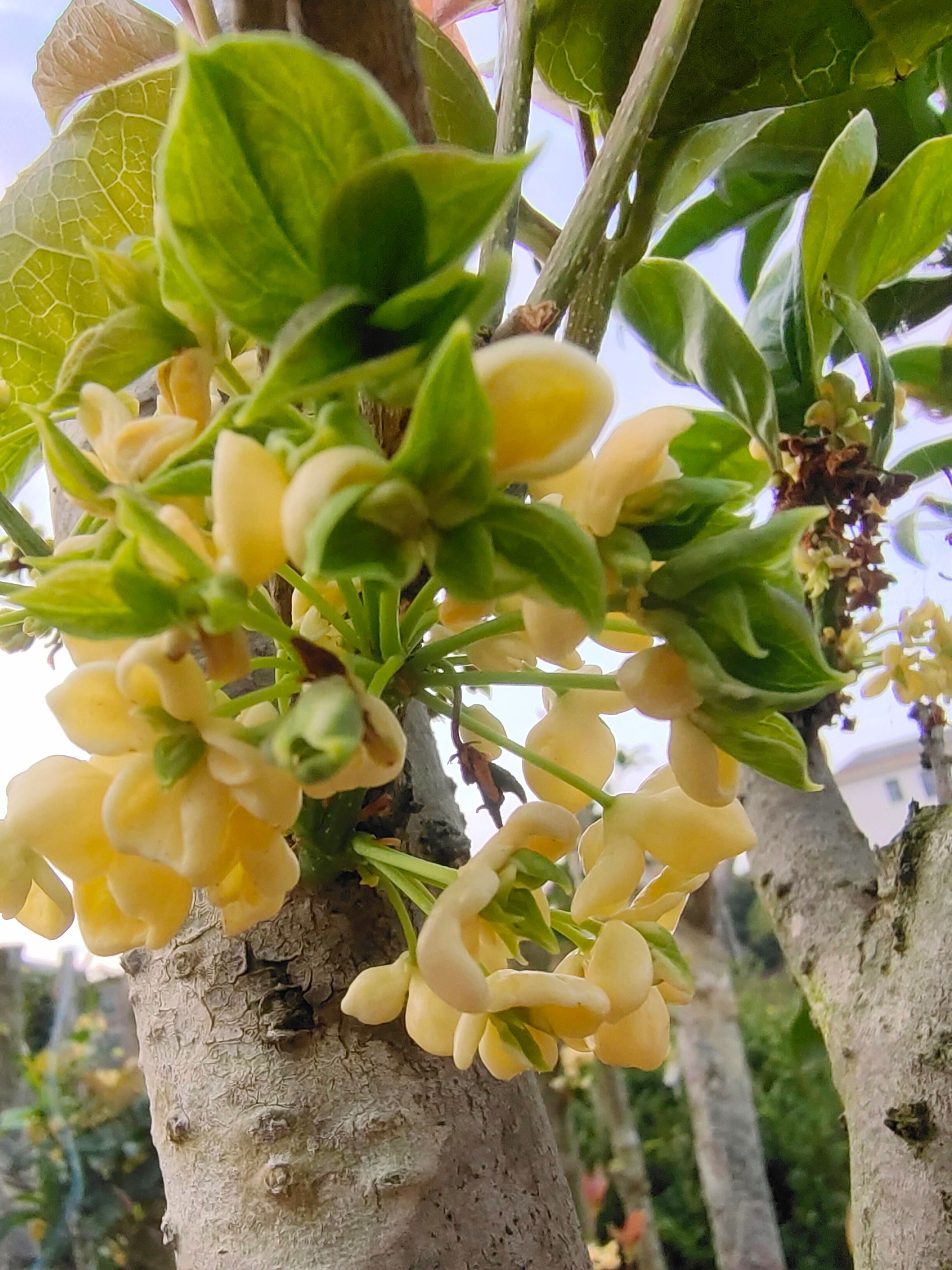 安远县天香台阁桂花苗 日香桂花苗