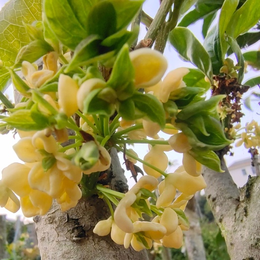 天香台阁桂花苗 日香桂花苗