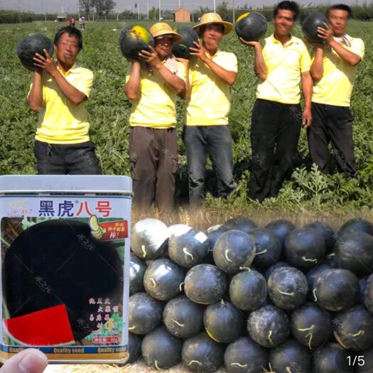 扶沟县黑虎八号无籽西瓜种子抗病产皮薄囗感甜脆15度不起棱易管理