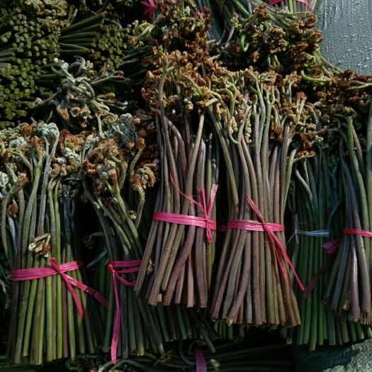 长顺县 腌制好了，蕨菜