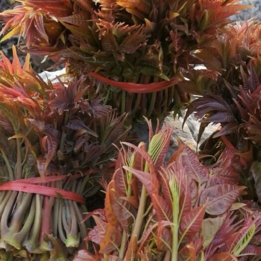 新泰市红油香椿，山东泰安新泰当季蔬菜头茬香椿上市