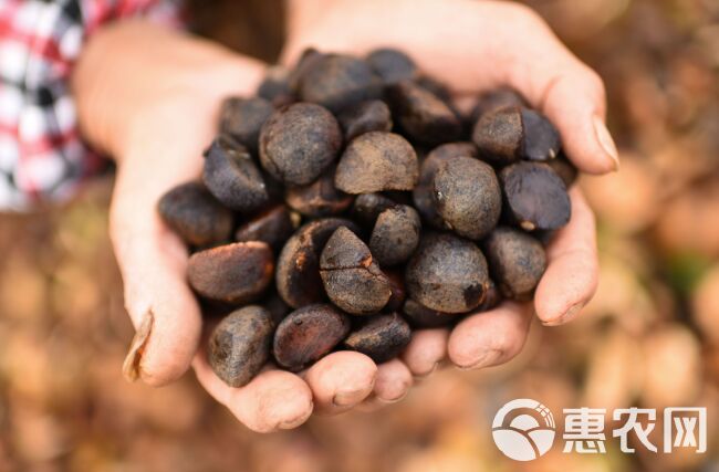 山茶油 赣南上犹江西山茶籽仁油茶籽榨油原料山茶子果茶油仁带壳