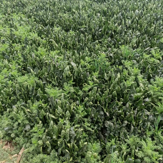 涡阳县大叶菠菜 菠菜