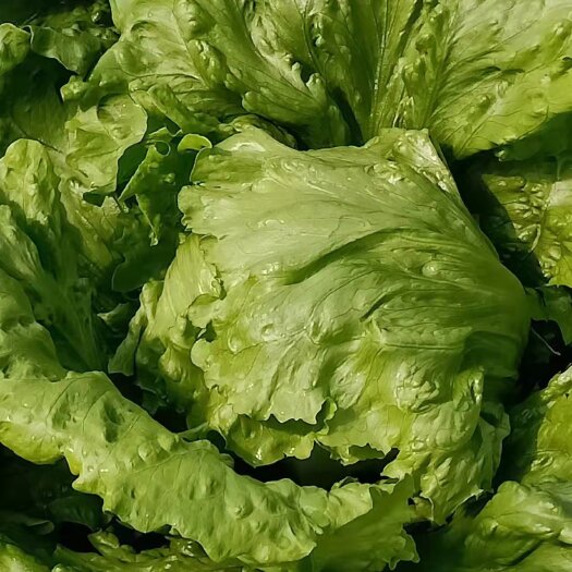 球生菜大量上市