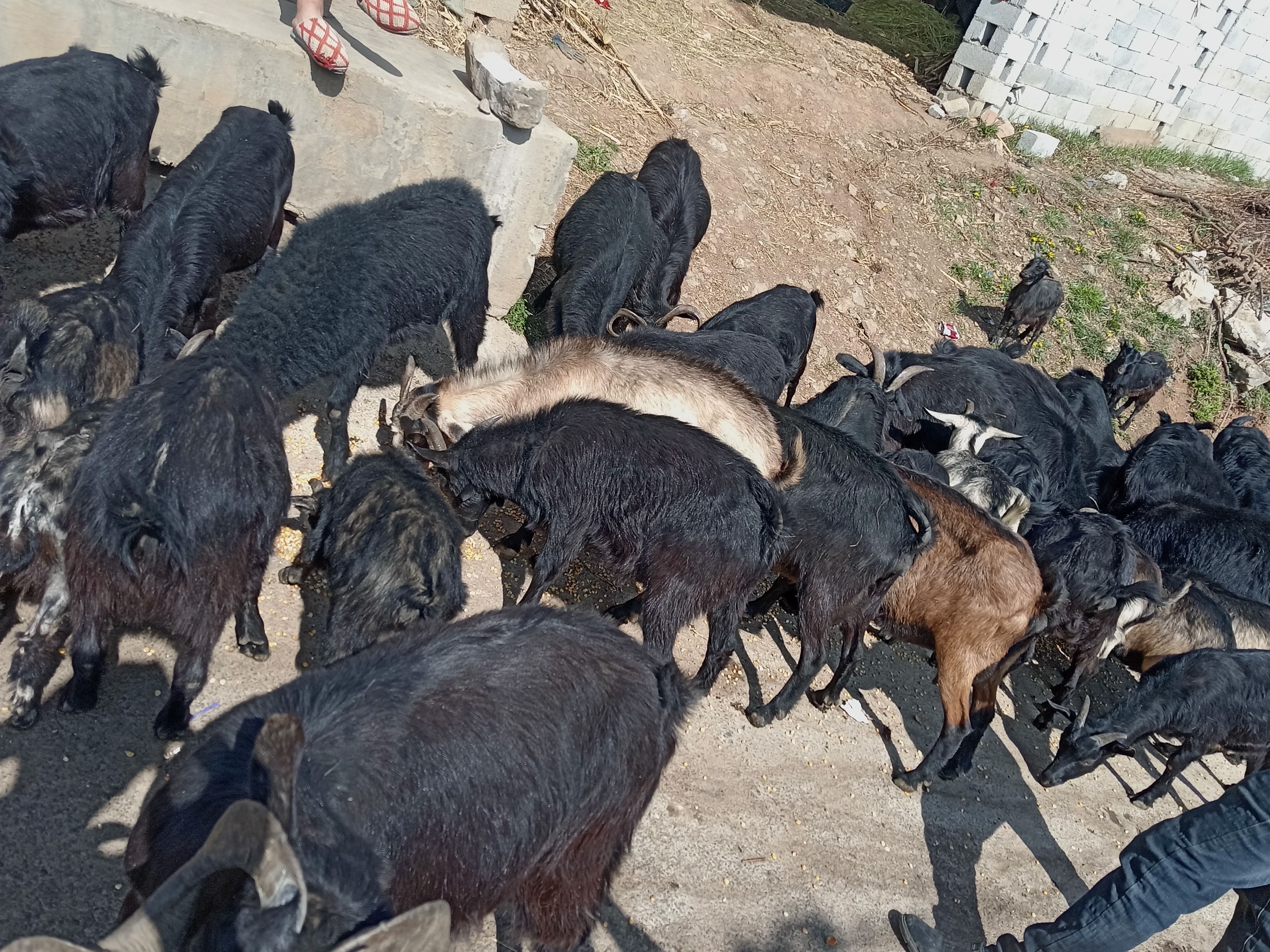 山羊 50-80斤 公母混合 