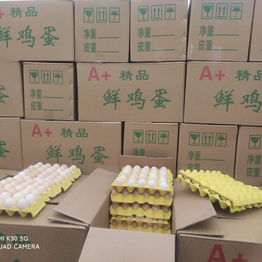 饶阳县粉壳蛋 中码蛋 粉壳蛋 饲料蛋