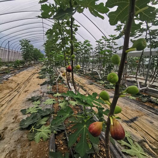 英德市无花果干 自制无花果蜜饯果脯，树上熟，不加糖。
