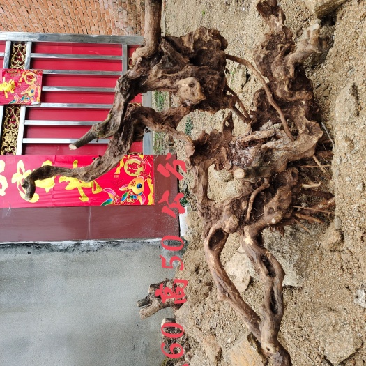南召县黄荆桩 黄荆老桩