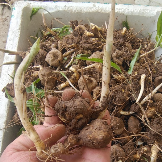 池州鸡头黄精种苗多花鸡头甜黄精种苗，三年大苗提供指导