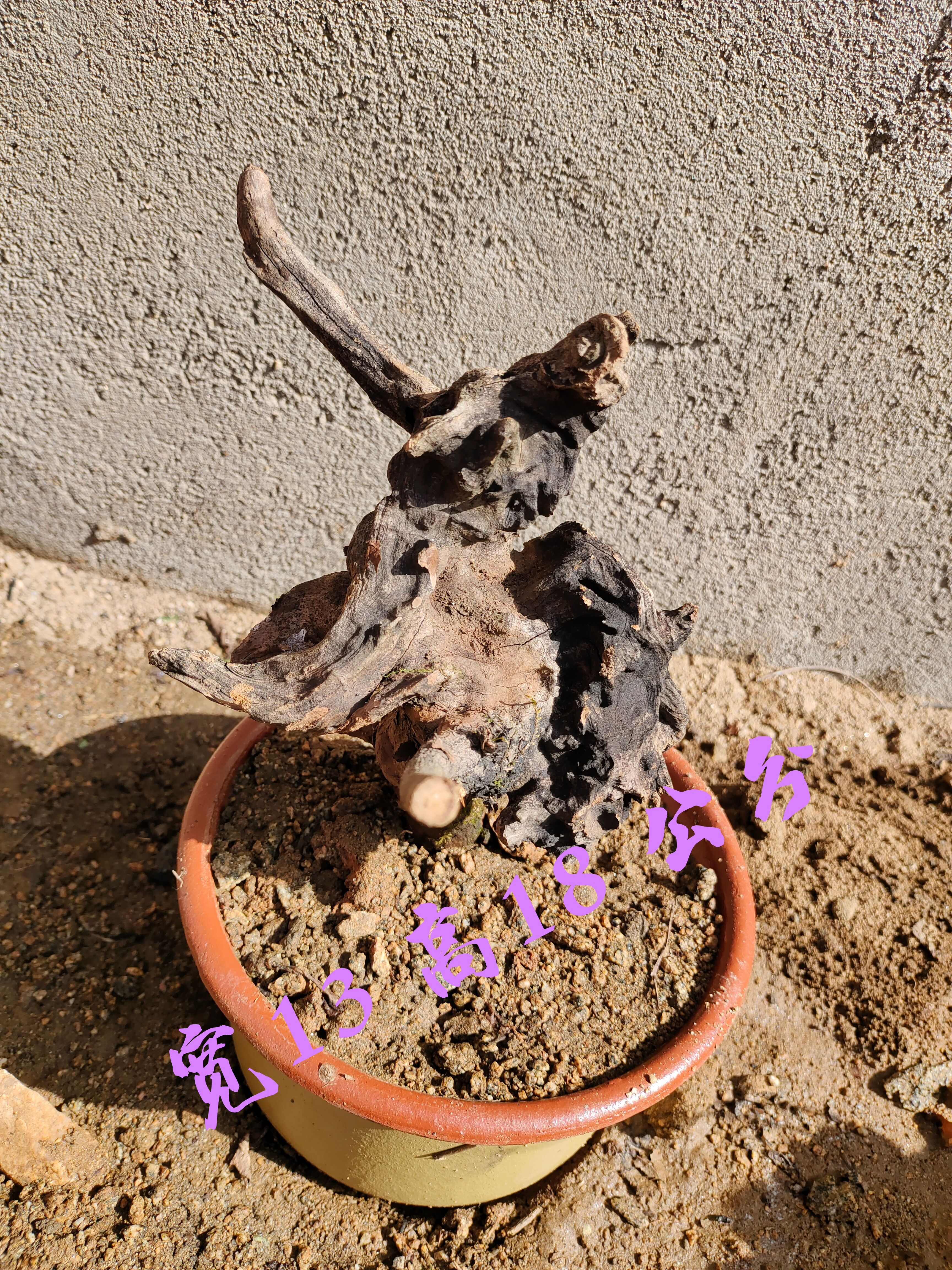 黄荆桩 黄荆舍利镂空老桩