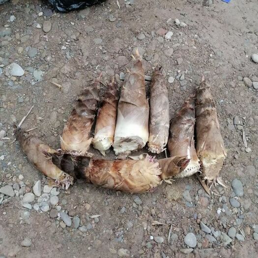 春笋南竹笋需要的老板赶紧联系过段时间就老了需要的抓紧联系抓