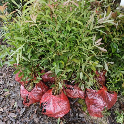 奉新县木荷杯苗基地发布、木荷杯苗价格批发行情、江西木荷杯苗基地