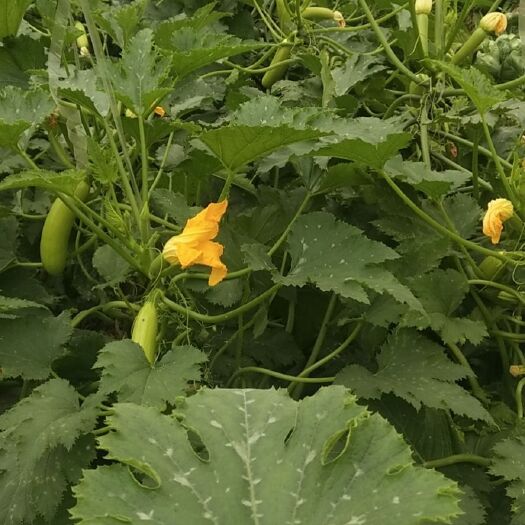 德州葫芦 一手货源